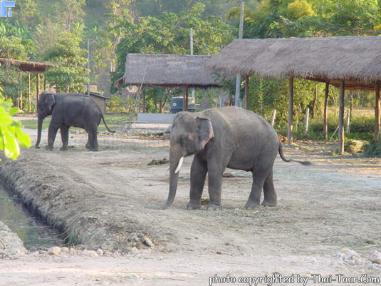 Maetaeng Elephant Camp, Chiangmai