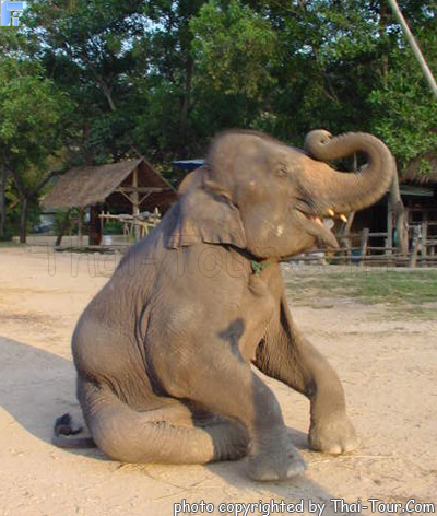Maetaeng Elephant Camp, Chiangmai