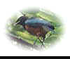bird2.jpg (1501 bytes)