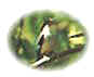 bird4.jpg (1437 bytes)