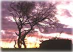 dried_tree_sunset.jpg (4457 bytes)