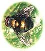 insect_bee.jpg (2785 bytes)