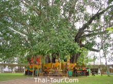 Wat Ton Pho Si Maha Pho