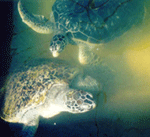 adult sea turtles
