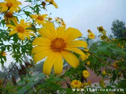 Bua Tong (Sunflower)
