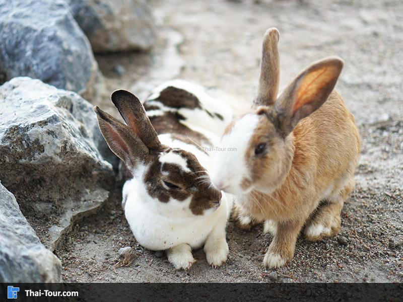 กระต่ายน่ารักๆ