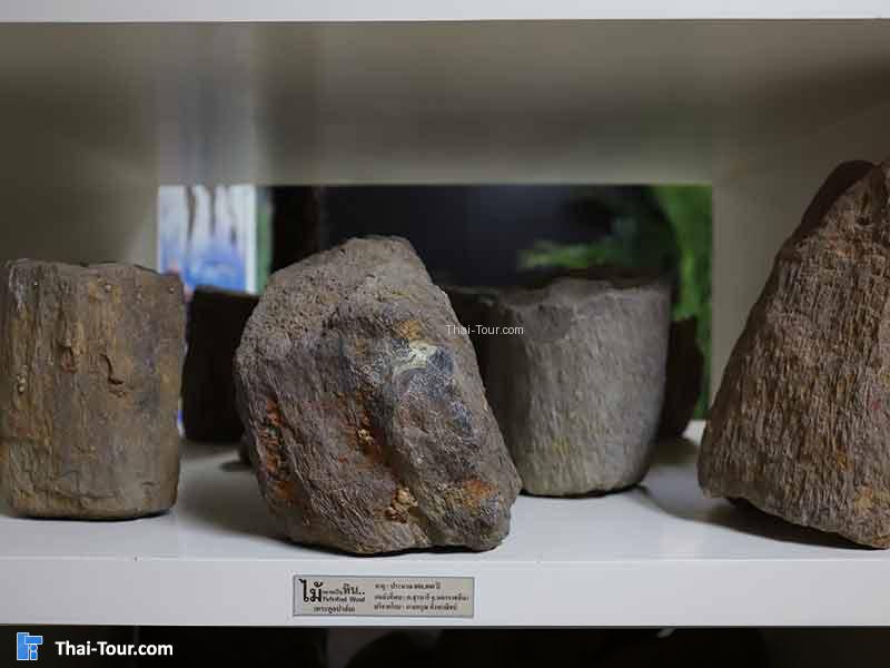 พิพิธภัณฑ์ไม้กลายเป็นหิน