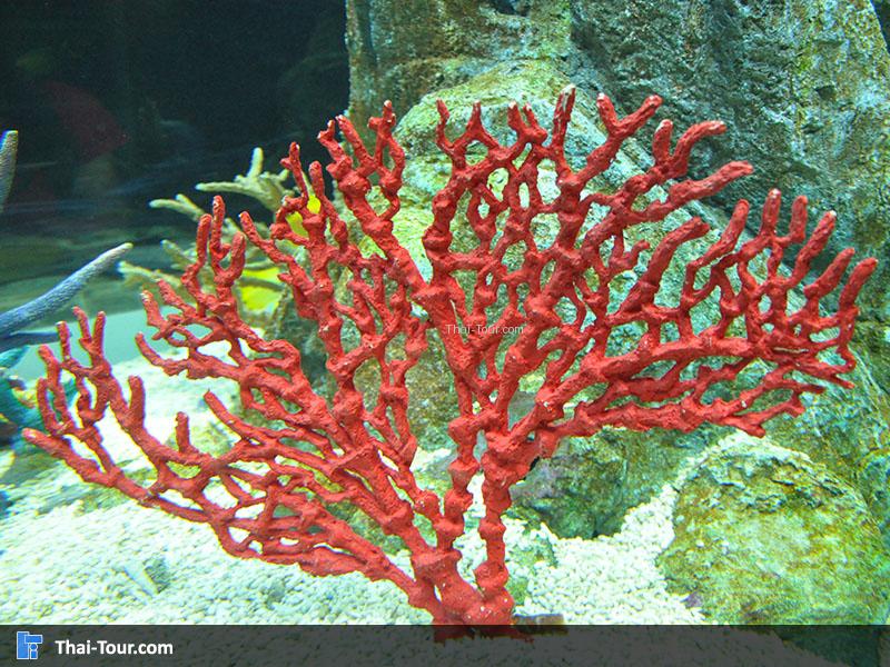 ปะการังสีแดง