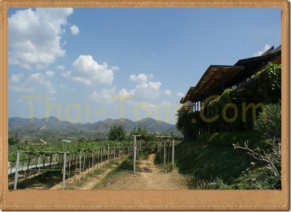 Huahin Hill Vineyard