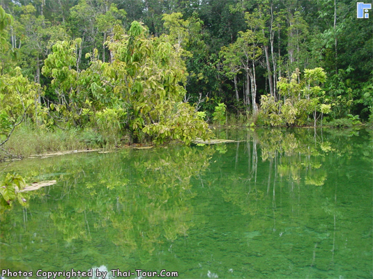 Thung Teao Forest, Krabi