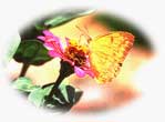 butterfly3.jpg (3236 bytes)