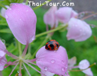 แมลงกับดอกไม้, ถ่ายบนจุดชมวิวยอดดอยภูคาท่ามกลางสายฝน