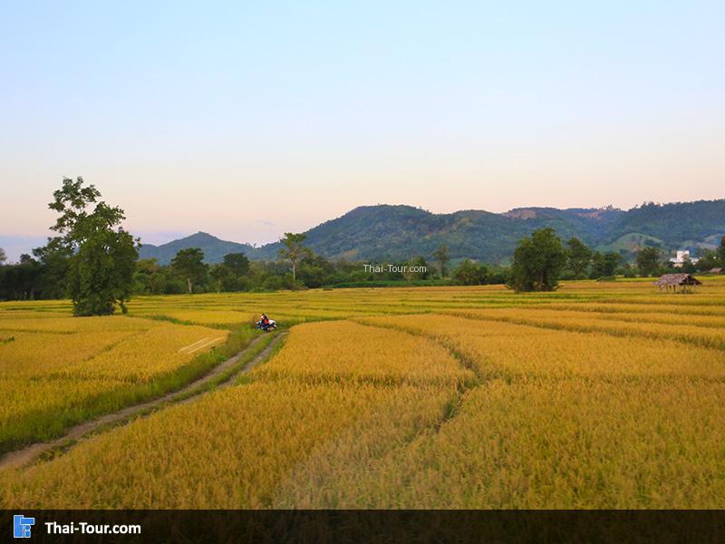 ทุ่งนาเหลืออร่าม รอเก็บเกี่ยว อ.พบพระ