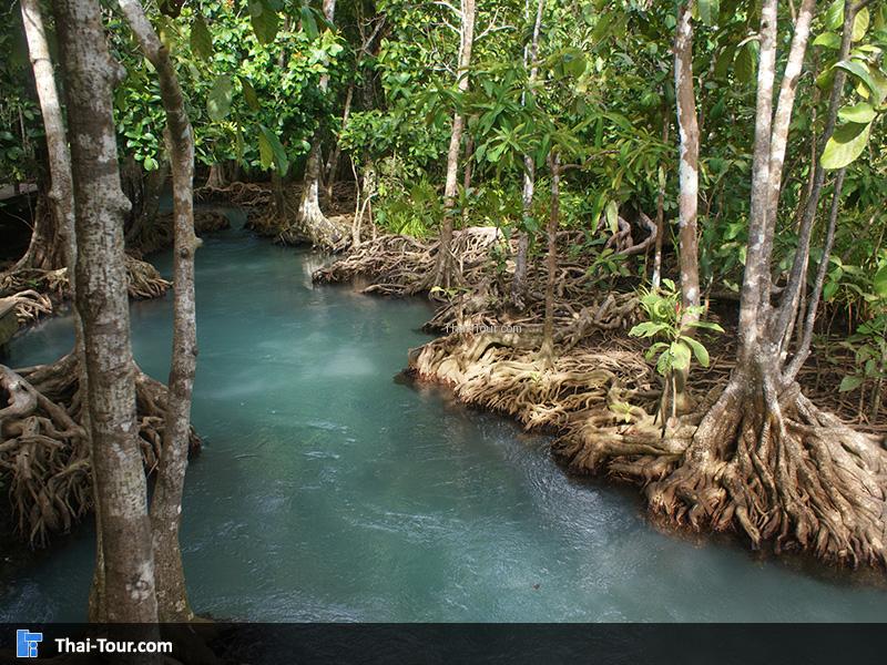 แสงส่อง ลดเงาไม้ ทำให้ดูสวยทุกมุม