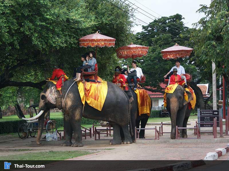 ขีช้างอยุธยา