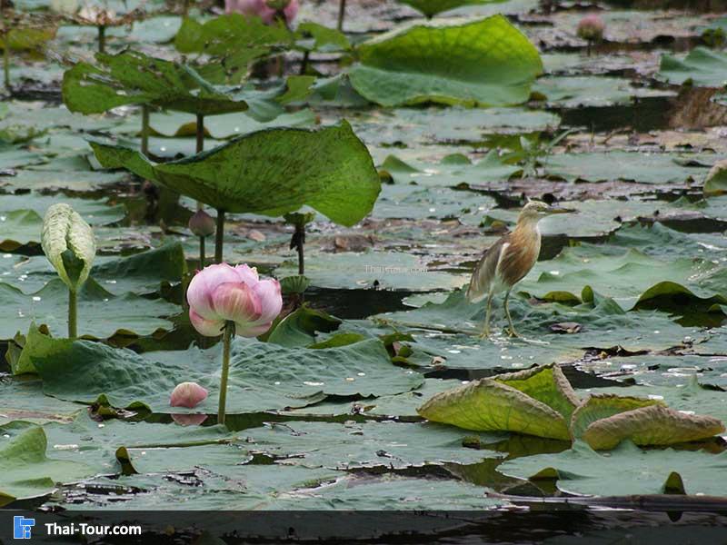 บึงพระราม