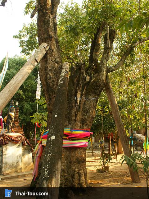 จำปาขาว 700 ปี