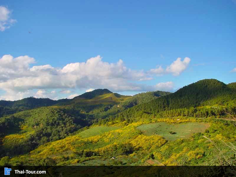 ทุ่งดอกบัวตอง ดอยแม่อูคอ