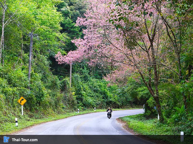 ถนนบนดอยอ่างขาง