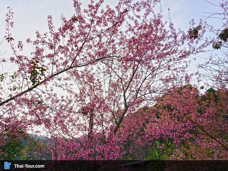 ขุนช่างเคี่ยน