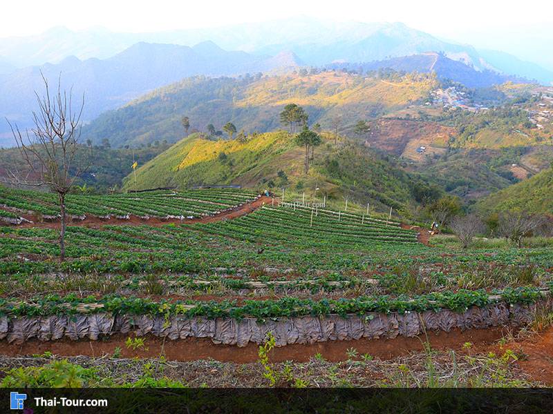 ดอยอ่างขาง