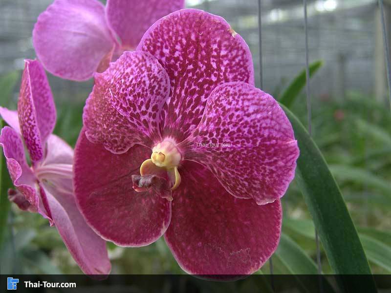 ฟาร์มกล้วยไม้-ลันดา