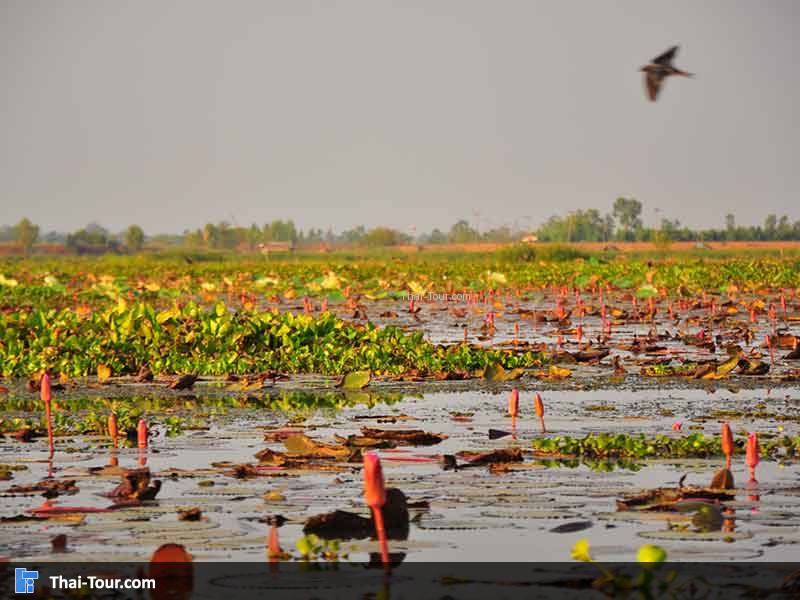หนองบัวแดง กุมภวาปี