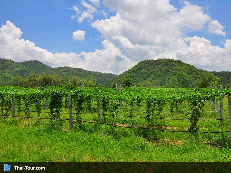 พีบีวัลเลย์ เขาใหญ่ไวน์เนอรี่