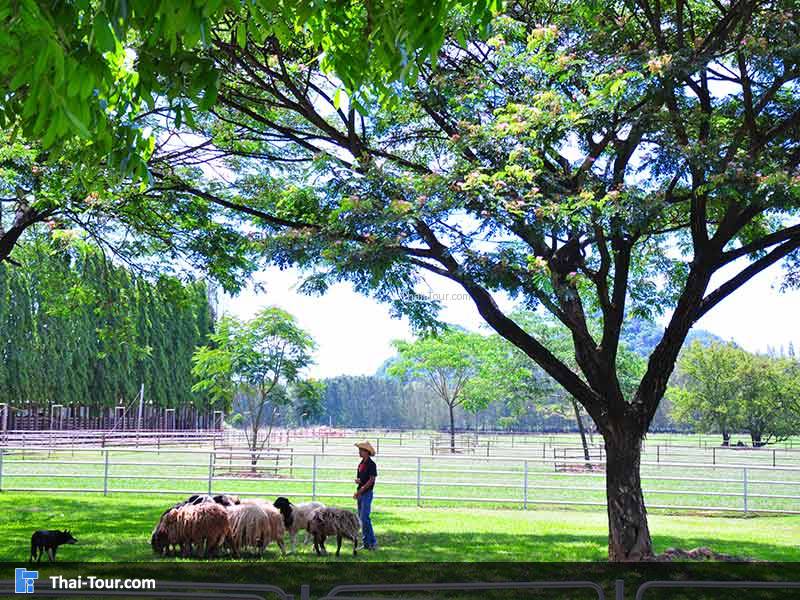 ฟาร์มโชคชัย