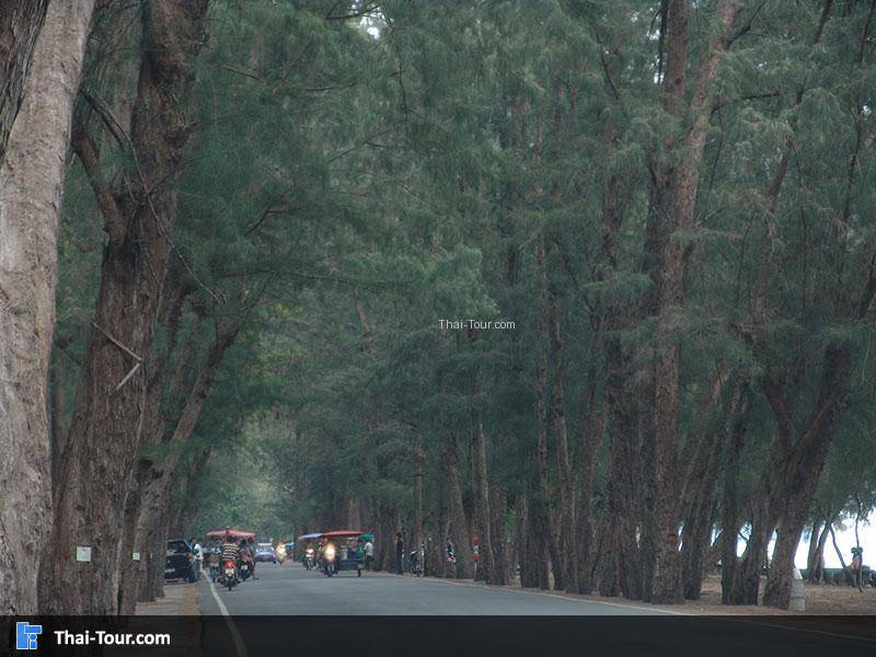 สวนสน (รุกชาติเพ)