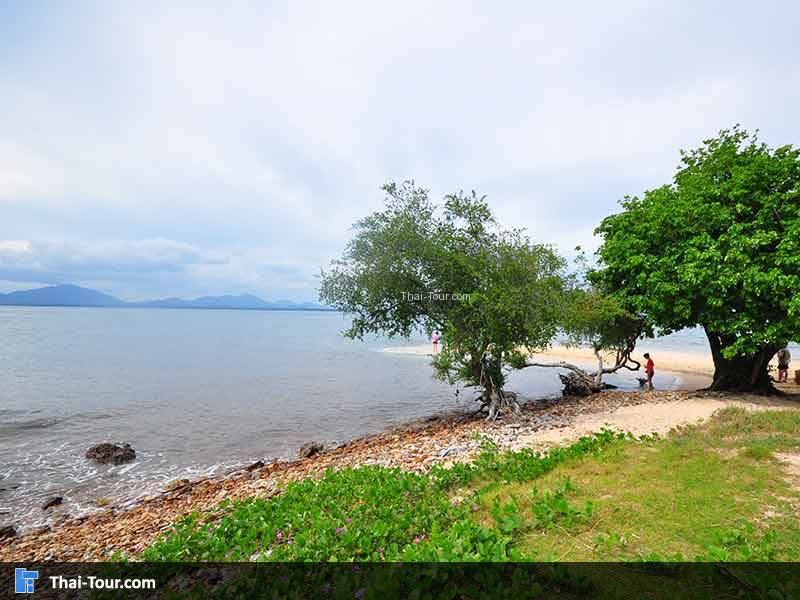 เกาะกุฎี