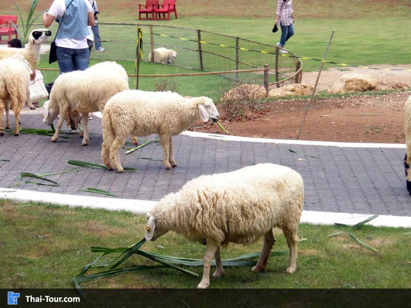 สวนผึ้ง