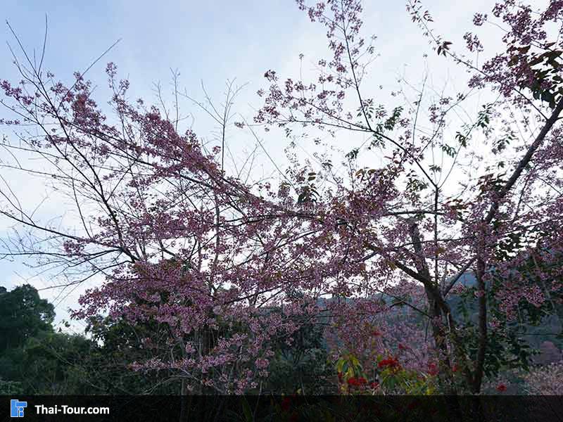 ขุนช่างเคี่ยน