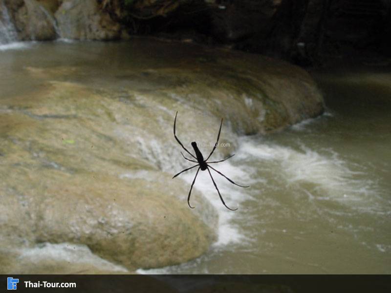 แมงมุมชักใยข้างน้ำตก 