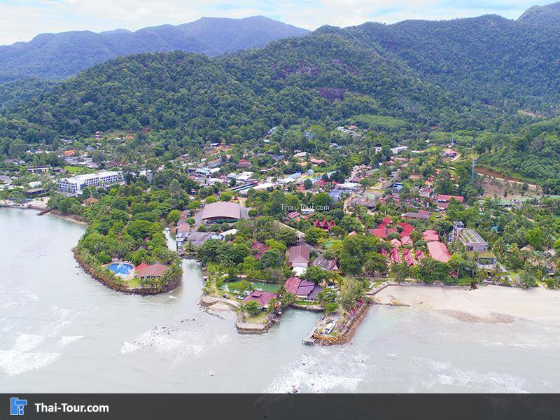 ต้นหาดไก่เบ้