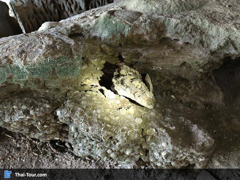 รูปหัวจระเข้