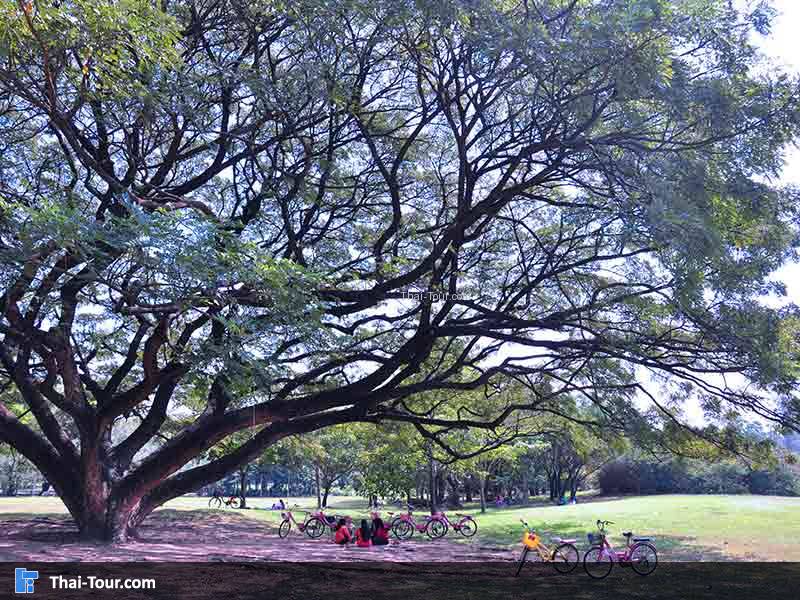 สวนรถไฟ(สวนวชิรเบญจทัศ)