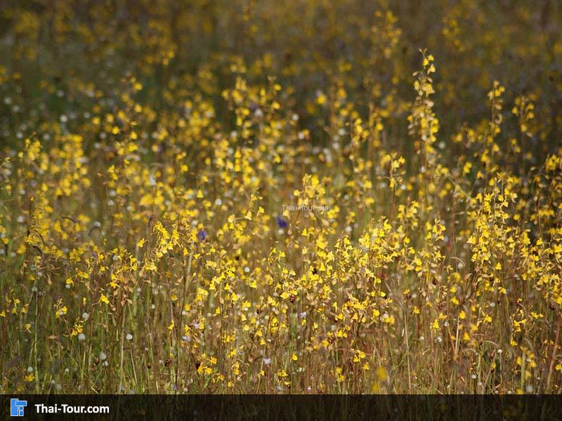 สร้อยสุวรรณา