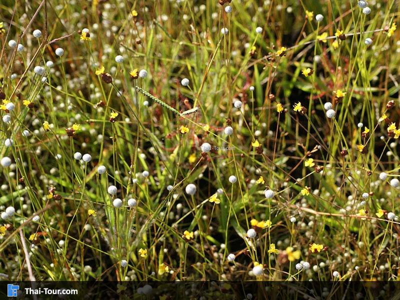 มณีเทวา