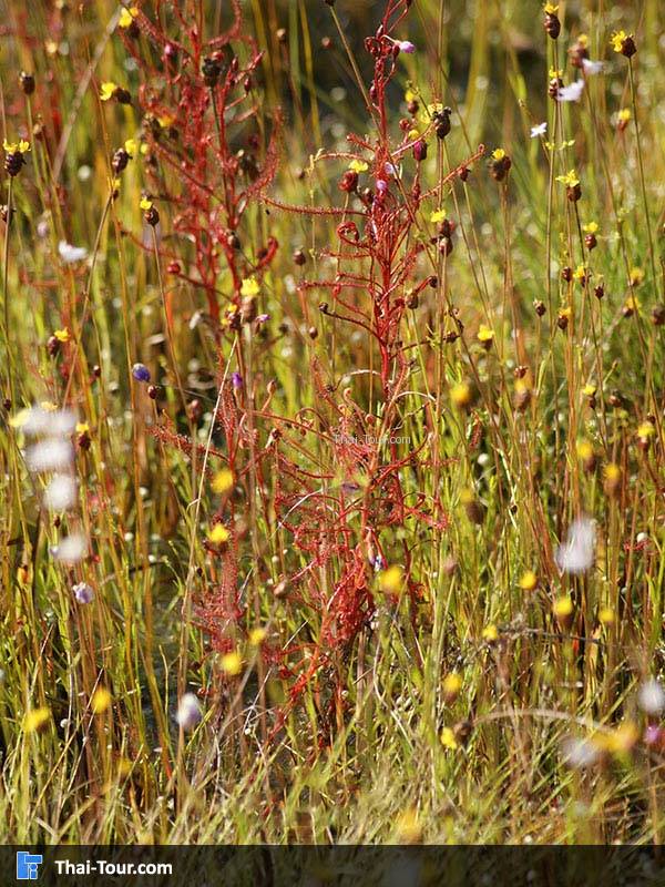 หยาดน้ำค้าง