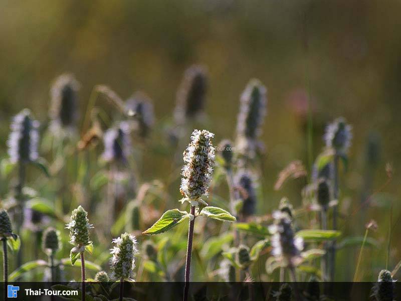 หางเสือ