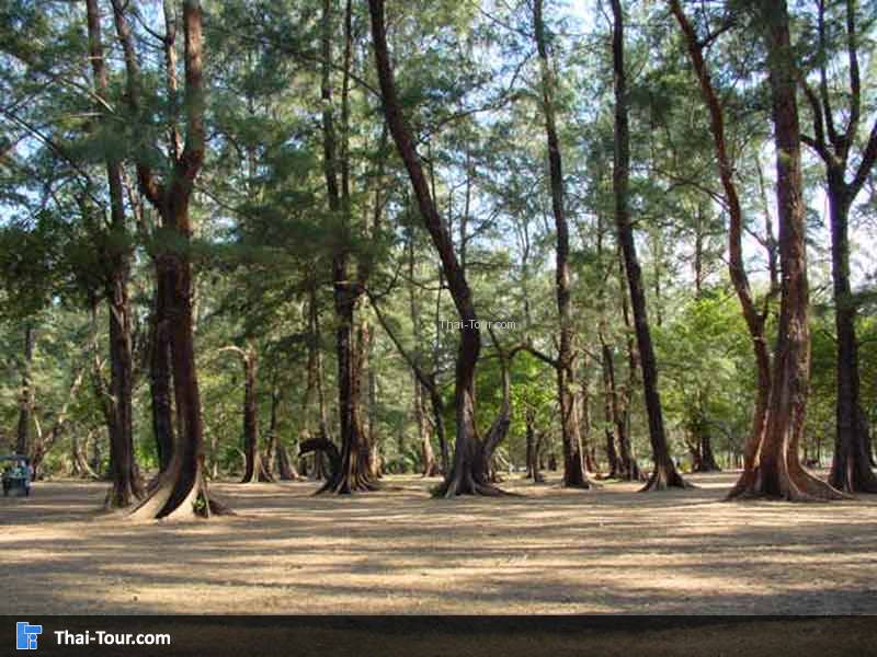 อุทยานแห่งชาติแหลมสน