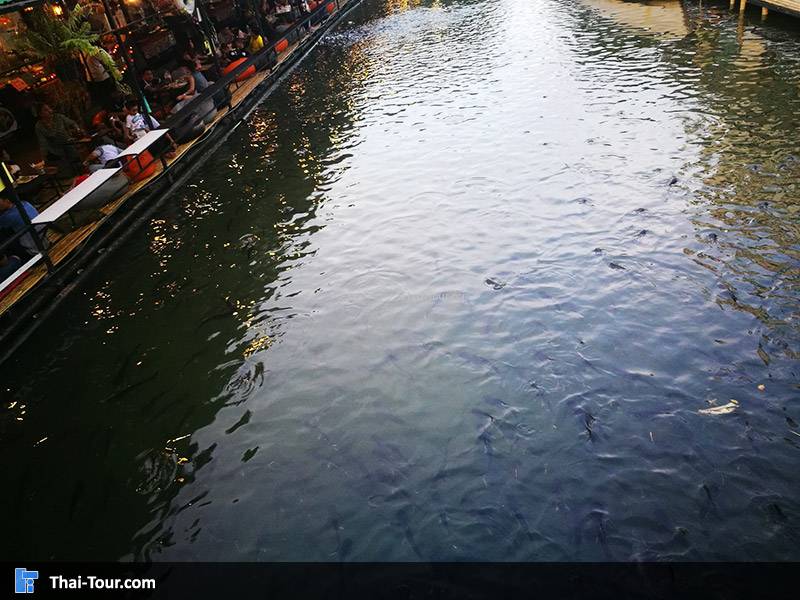 ให้อาหารปลา ที่ ตลาดน้ำยามเย็น คลองขุดเจ้าเมือง