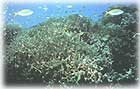 coral2.jpg (6996 bytes)