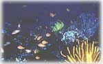 coral4.jpg (6748 bytes)