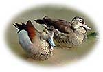 duck.jpg (3104 bytes)