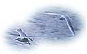 two_seagulls.jpg (1624 bytes)