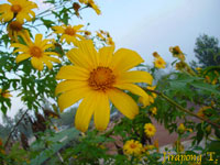 ดอกบัวตองรับอรุณยามเช้า