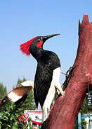 bird_park_nokranghuakwan.jpg (16912 bytes)