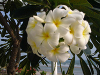 Amenities Garden and Flowers, Nern Chalet, Hua Hin